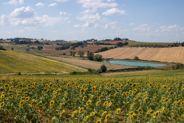 Sunflowers in the Italian countryside