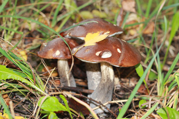 Leccinum scabrum, rough boletus, birch bolete on a green natural background. Three mushrooms in the autumn forest closeup.