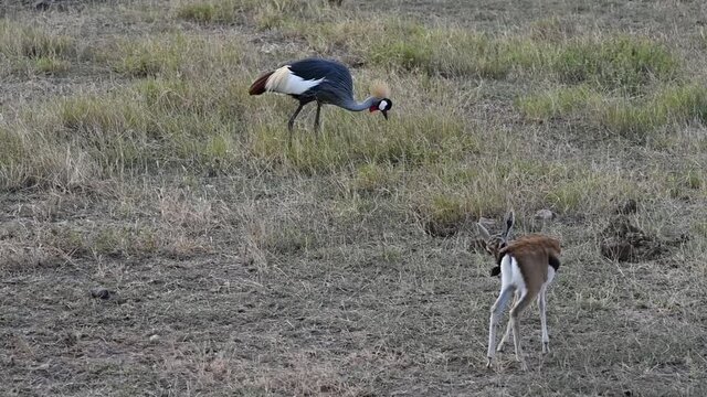 crowned crane strolls through a green meadow in search of food in the national park 