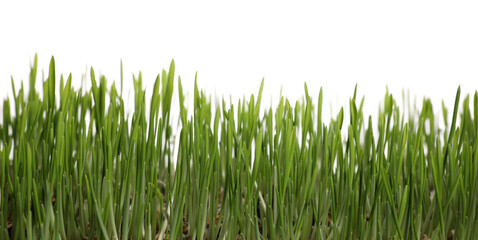 Fototapeta na wymiar Beautiful lush green grass on white background