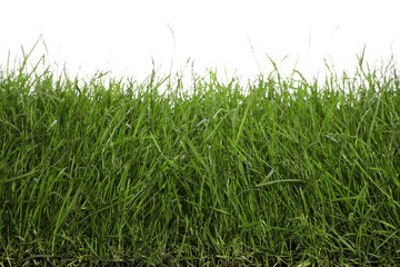Beautiful lush green grass on white background