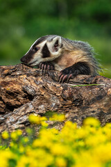 North American Badger (Taxidea taxus) Sniffs Along Top of Log Claws Exposed Summer