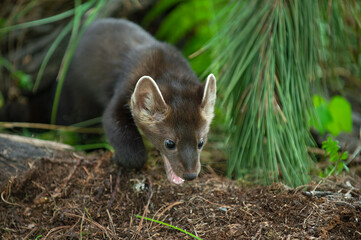 American Pine Marten (Martes americana) Steps Forward from Pine Boughs Summer