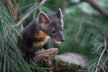 American Pine Marten (Martes americana) Looks Down From Pine Summer