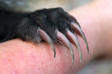 North American Badger (Taxidea taxus) Claws