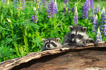 Raccoons (Procyon lotor) Cling to Edge of Log Summer