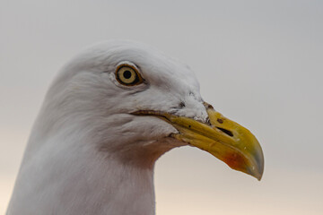 portrait of a Seagull