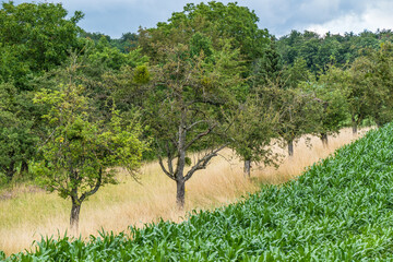 Baumgrundstück mit alten Obstbäumen