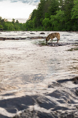 Fototapeta na wymiar Grey Wolf (Canis lupus) in River Over Rapids Copy Space Summer