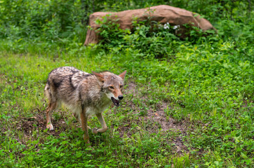 Coyote (Canis latrans) Walks Right Past Rock Summer