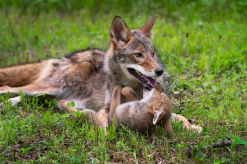 Coyote Pup (Canis latrans) Bites at Mouth of Adult Summer