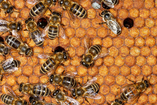Honey bee frame with bees. Closed brood of honey bees.