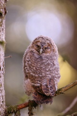 Little Tawny Owl or Brown Owl (Strix Aluco) sitting on the tree in the forest Germany