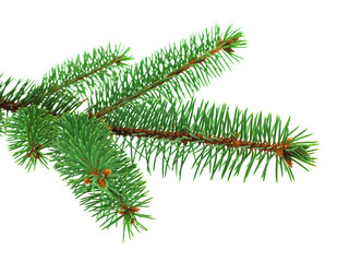 Fresh blue spruce branch on white background