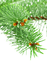 Naklejka na ściany i meble Fresh green spruce branch with water drops on white background
