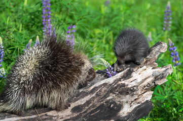 Porcupine (Erethizon dorsatum) Walks Towards Porcupette on Log Summer