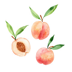 set of watercolor illustrations of tender juicy fruits peaches. hand painted on white background