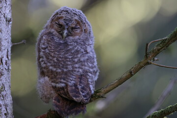 Little Tawny Owl or Brown Owl (Strix Aluco) sitting on the tree in the forest Germany