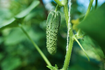 A cucumber grows on a branch in a greenhouse. Delicious, fresh, crunchy, prickly, healthy vegetable.