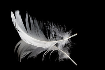 Single white feather and its reflection on black background