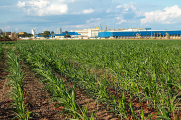 corn field and sky