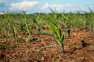 Corn field.