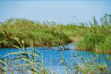 Natural pond. Good spot to do birding. Ullal de Baldoví in Albufera Nature Park, Sueca, Valencia, Spain