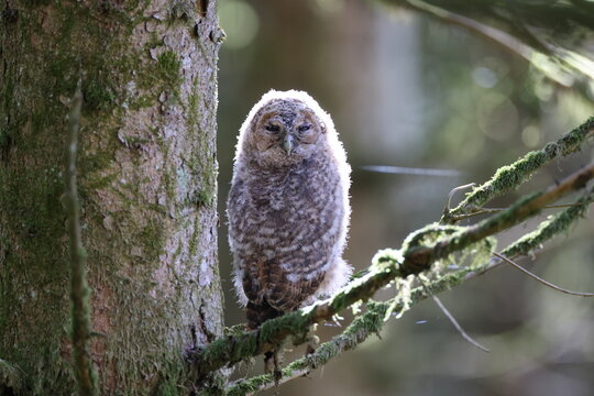 Little Tawny Owl or Brown Owl (Strix Aluco) sitting on the tree in the forest Germany