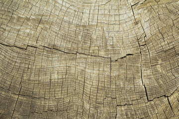 Fototapeta premium Close-up of old, gray, weathered southern oak wood with annual rings. Cross cut of a tree trunk. Textured surface. Background. The surface is covered with deep old cracks.