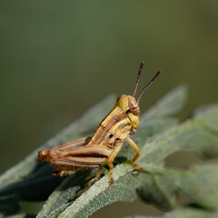 Fototapeta premium Carolina Grasshopper on leaf