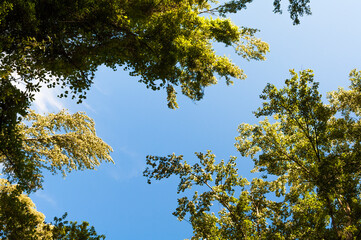 Treetops seen from below.