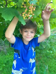 A cute little boy hid among the branches of a green rowan tree. Children's games in nature in the garden or summer camp. The child raised his hands to the branches of the tree.