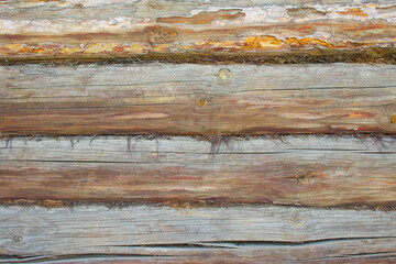 Naklejka premium An old weathered wall of a house of thick brown pine logs, cracked and bark. A layer of dry moss between the logs for thermal insulation, sound insulation. Texture and background. Copy space.