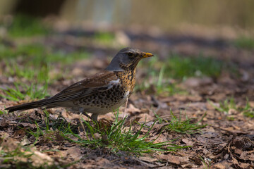 A cute fieldfare bird walks on last year's foliage in a city park.The fieldfare looking for food in early spring day. Hunting bird.