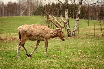 Deer on the pasture