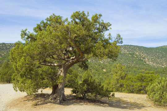 An image of a lonely, evergreen juniper tree against the backdrop of southern green hills and blue sky.