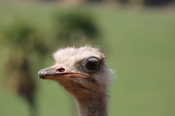 beautiful ostrich fast bird and big wild black feathers safari zoo