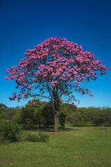 Fototapeta na wymiar Flowering tree: Pink Trumpet Tree (Tabebuia impetiginosa). Selective focus.