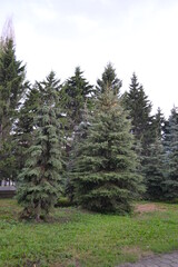 forest in the mountains