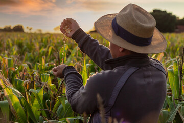Vendo o andamento da planta&ccedil;&atilde;o.