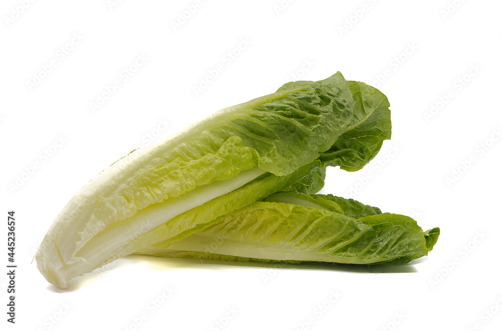 Sticker fresh romaine lettuce lying on a white base and on a white backg