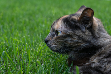 Naklejka na ściany i meble Close up image of cat lie on green grass and looking to the side with expression of anger, copy space. Expression of animal emotions.