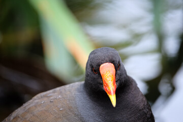 Portrait of a common moorhen