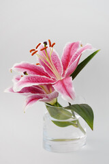 lily flower and bud on transparent glass vase