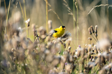 Adorable yellow American goldfinch perched on a flower in the field