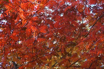 red maple leaves