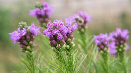 Purple flowers are blooming in the garden. Some buds of spring flowers. Background