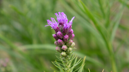 Purple flowers are blooming in the garden. Some buds of spring flowers. Background