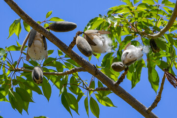 Low angle shot of fluffy kapok with shells on a small tree with bright leaves under a clear sky