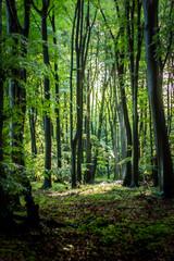 Fototapeta na wymiar Nature German Green Forests, Rhine-Westerwald Nature Park.